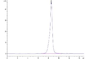 The purity of Cynomolgus CD19 is greater than 95 % as determined by SEC-HPLC. (CD19 Protein (AA 21-291) (His tag))
