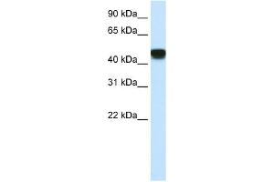 WB Suggested Anti-SNAPC1 Antibody Titration:  2. (SNAPC1 antibody  (C-Term))