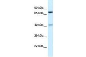 Image no. 1 for anti-Protein Arginine Methyltransferase 7 (PRMT7) (AA 380-429) antibody (ABIN6747434) (PRMT7 antibody  (AA 380-429))