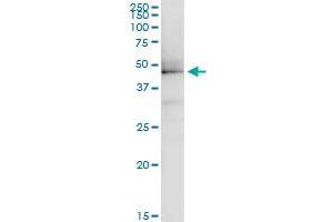 Immunoprecipitation of ILF2 transfected lysate using anti-ILF2 MaxPab rabbit polyclonal antibody and Protein A Magnetic Bead , and immunoblotted with ILF2 purified MaxPab mouse polyclonal antibody (B01P) . (ILF2 antibody  (AA 1-390))