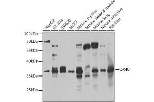 Western blot analysis of extracts of various cell lines, using CD134/OX40 antibody (ABIN6128881, ABIN6149325, ABIN6149326 and ABIN6223399) at 1:1000 dilution. (TNFRSF4 antibody  (AA 29-214))
