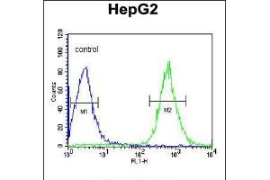 Flow cytometric analysis of HepG2 cells (right histogram) compared to a negative control cell (left histogram). (CDK14 antibody  (N-Term))
