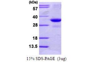 SDS-PAGE (SDS) image for Proteasome (Prosome, Macropain) Assembly Chaperone 2 (PSMG2) (AA 1-264) protein (His tag) (ABIN667559) (PSMG2 Protein (AA 1-264) (His tag))