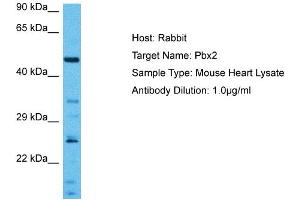 Host:  Mouse  Target Name:  PBX2  Sample Tissue:  Mouse Heart  Antibody Dilution:  1ug/ml (PBX2 antibody  (N-Term))