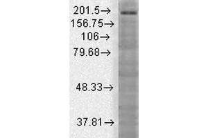 Western Blot analysis of Rat brain membrane lysate showing detection of SHANK3 protein using Mouse Anti-SHANK3 Monoclonal Antibody, Clone S69-46 . (SHANK3 antibody  (AA 840-857) (Atto 390))