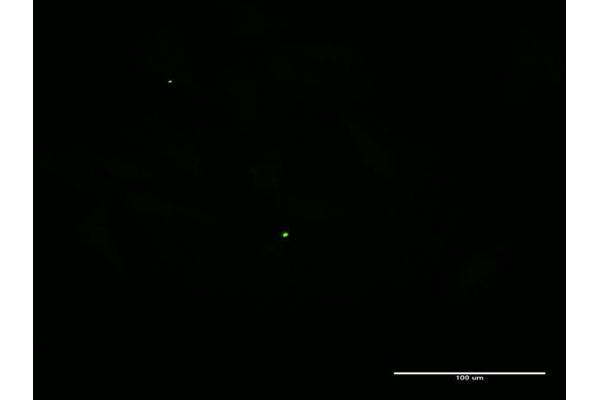 MAP3K19 antibody  (AA 1-168)