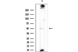 anti-Poly(A) Binding Protein, Cytoplasmic 5 (PABPC5) (Internal Region) antibody