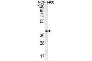 CCNYL3 Antibody (N-term) western blot analysis in NCI-H460 cell line lysates (35µg/lane). (CCNYL3 antibody  (N-Term))