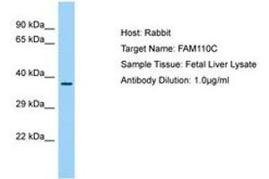 Image no. 1 for anti-Family with Sequence Similarity 110, Member C (FAM110C) (AA 98-147) antibody (ABIN6750195) (FAM110C antibody  (AA 98-147))
