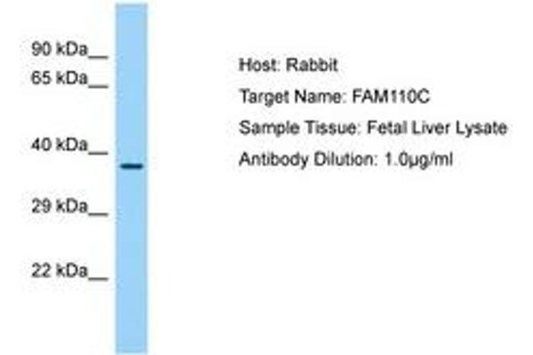 FAM110C Antikörper  (AA 98-147)