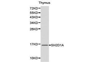 Western Blotting (WB) image for anti-SH2 Domain Containing 1A (SH2D1A) antibody (ABIN1874768) (SH2D1A antibody)