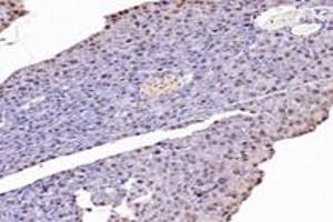 Immunohistochemistry analysis of paraffin-embedded mouse pancreas using,NUDT22 (ABIN7074928) at dilution of 1: 7200