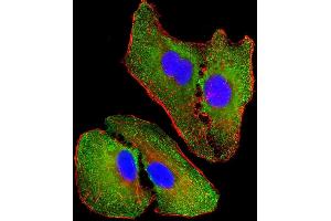 Immunofluorescent analysis of 4 % paraformaldehyde-fixed, 0. (NOS2 antibody  (AA 830-860))