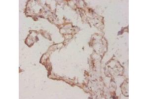 Immunohistochemistry of paraffin-embedded human placenta tissue using ABIN7177189 at dilution of 1:20 (FGF1 antibody  (AA 16-155))