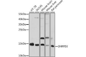 Western blot analysis of extracts of various cell lines, using SNRPD3 antibody (ABIN7270364) at 1:1000 dilution. (SNRPD3 antibody  (AA 8-121))