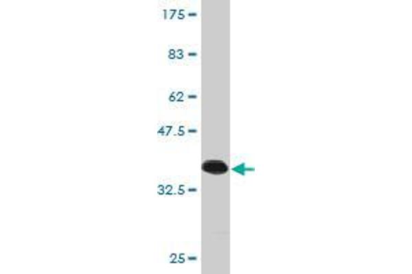 SEMA4G antibody  (AA 24-115)