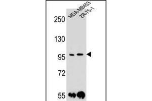 PCDH1 Antibody (N-term) (ABIN655958 and ABIN2845344) western blot analysis in MDA-M,ZR-75-1 cell line lysates (35 μg/lane). (Protocadherin 1 antibody  (N-Term))