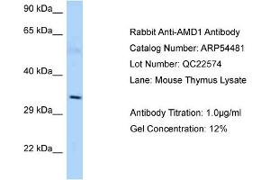 Western Blotting (WB) image for anti-Adenosylmethionine Decarboxylase 1 (AMD1) (C-Term) antibody (ABIN2785733)