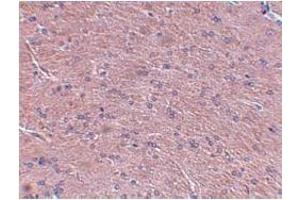 Immunohistochemistry of Prosapip1 in Rat brain tissue with AP30693PU-N Prosapip1 antibody at 2. (ProSAPiP1 antibody  (C-Term))