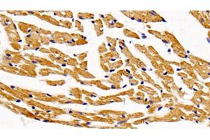Detection of HADH in Mouse Cardiac Muscle Tissue using Polyclonal Antibody to Hydroxyacyl Coenzyme A Dehydrogenase (HADH) (HADH antibody  (AA 1-167))
