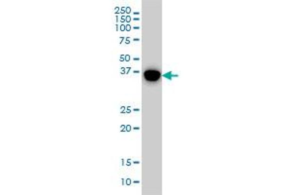 MAPK13 antibody  (AA 251-365)