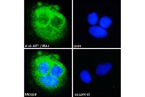 ABIN185597 Immunofluorescence analysis of paraformaldehyde fixed Caco-2 cells, permeabilized with 0. (Iba1 antibody  (Internal Region))