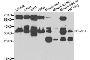 Western blot analysis of extracts of various cell lines, using H2AFY antibody (ABIN5974238) at 1/1000 dilution. (H2AFY antibody)
