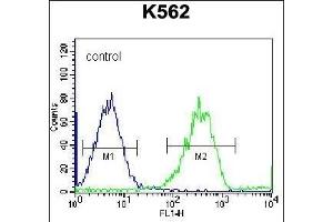 F105A Antibody (Center) (ABIN656556 and ABIN2845818) flow cytometric analysis of K562 cells (right histogram) compared to a negative control cell (left histogram). (FAM105A antibody  (AA 196-224))