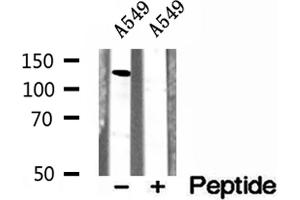Western blot analysis of extracts of A549 cells, using CCP1 antibody. (AGTPBP1 antibody  (Internal Region))
