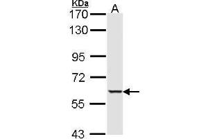 STK4 anticorps  (C-Term)