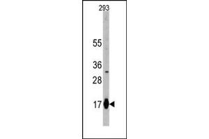 Image no. 1 for anti-Interferon-Induced Transmembrane Protein 3 (IFITM3) (N-Term) antibody (ABIN356684)
