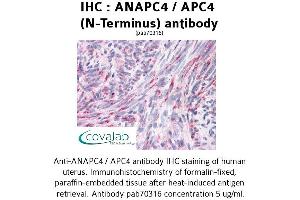 Image no. 1 for anti-Anaphase Promoting Complex Subunit 4 (ANAPC4) (N-Term) antibody (ABIN1731762) (ANAPC4 antibody  (N-Term))