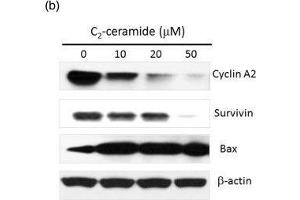 p-Akt and p-NFκB levels of C2-ceramide-treated H1299 lung cancer cells. (Cyclin A antibody)