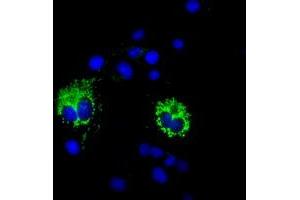 Immunofluorescence (IF) image for anti-Cytochrome C Oxidase Subunit VIa Polypeptide 1 (COX6A1) antibody (ABIN1497583)