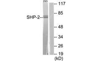 Western blot analysis of extracts from 293 cells, using SHP-2 (Ab-580) Antibody. (PTPN11 antibody  (AA 546-595))