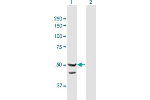 TIMM44 antibody  (AA 1-452)