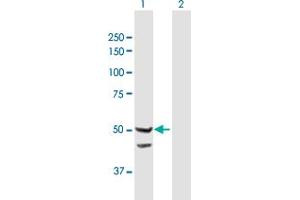 Western Blot analysis of TIMM44 expression in transfected 293T cell line by TIMM44 MaxPab polyclonal antibody.