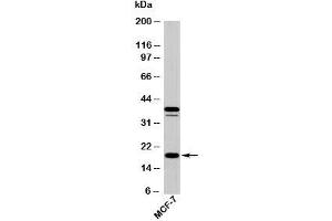 Western blot testing of human samples with AGR2 antibody at 5ug/ml. (AGR2 antibody  (N-Term))