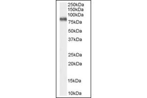 Image no. 1 for anti-Potassium Voltage-Gated Channel, Shaw-Related Subfamily, Member 3 (KCNC3) (C-Term) antibody (ABIN374825) (KCNC3 antibody  (C-Term))