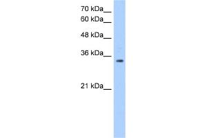 WB Suggested Anti-POU5F2 Antibody Titration:  1. (POU5F2 antibody  (C-Term))