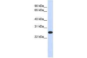 Western Blotting (WB) image for anti-Interleukin 33 (IL33) antibody (ABIN2459467) (IL-33 antibody)