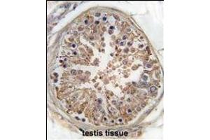 Formalin-fixed and paraffin-embedded human testis tissue reacted with PRKAG1 Antibody (Center) (ABIN391058 and ABIN2841214) , which was peroxidase-conjugated to the secondary antibody, followed by DAB staining. (PRKAA2 antibody  (AA 265-295))