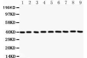 Western Blotting (WB) image for anti-Annexin A1 (ANXA1) (AA 2-346) antibody (ABIN3043783) (Annexin a1 antibody  (AA 2-346))