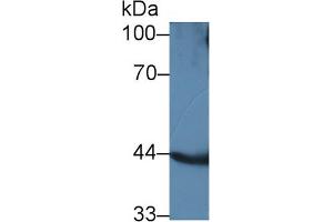 Western blot analysis of Mouse Kidney lysate, using Human ACADL Antibody (1 µg/ml) and HRP-conjugated Goat Anti-Rabbit antibody ( (ACADL antibody  (Lys430))