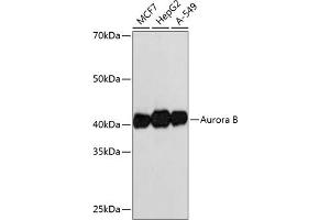 Western blot analysis of extracts of various cell lines, using Aurora B antibody (ABIN7265782) at 1:1000 dilution. (Aurora Kinase B antibody)