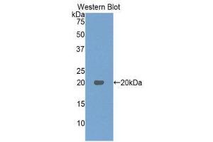 Western Blotting (WB) image for anti-Interferon, beta 1, Fibroblast (IFNB1) (AA 23-169) antibody (ABIN3209024) (IFNB1 antibody  (AA 23-169))