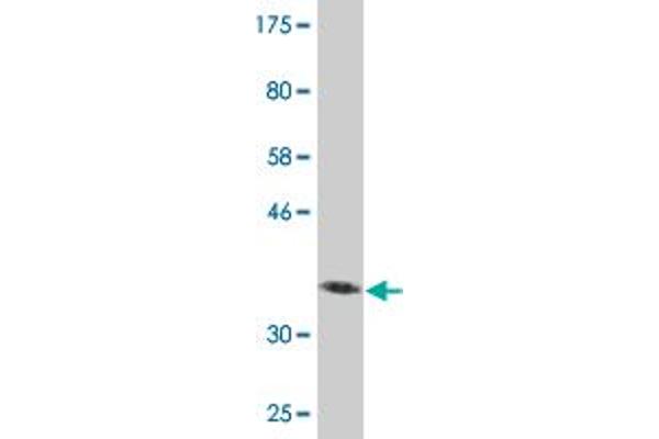 VPS16 antibody  (AA 754-839)