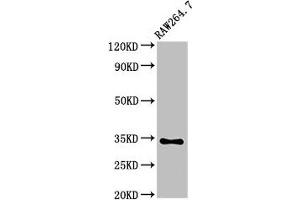 Western Blot Positive WB detected in: RAW264. (MEOX2 antibody  (AA 94-193))