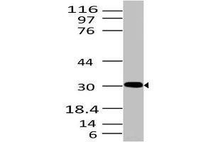 Image no. 1 for anti-High Mobility Group Box 1 (HMGB1) (AA 1-200) antibody (ABIN5027246) (HMGB1 antibody  (AA 1-200))