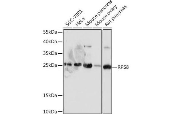 RPS8 anticorps